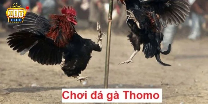 Đá Gà Thomo Hitclub - Sân Chơi Gà Đá Đỉnh Cao, Kèo Ăn Đậm 4 Tìm hiểu kỹ càng về nội quy sẽ giúp người chơi cược Thomo tự tin.