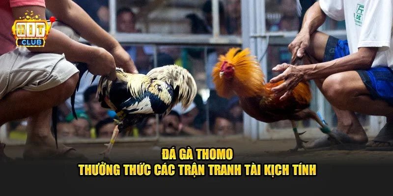 Đá Gà Thomo Hitclub - Sân Chơi Gà Đá Đỉnh Cao, Kèo Ăn Đậm 2 Đá gà Thomo là đấu trường gà đá khét tiếng bạn không thể bỏ lỡ.